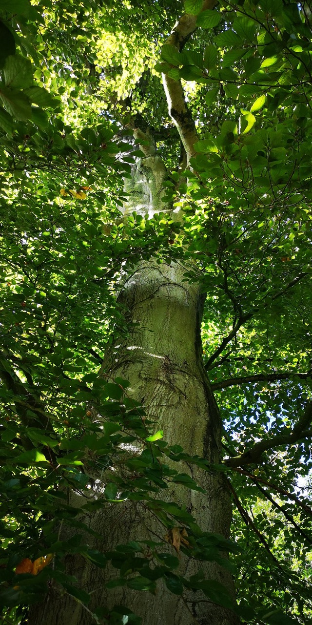 Biodiversité